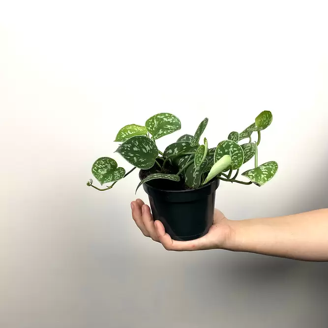 Scindapsus pictus (Pot Size 12cm) Satin Pothos - image 3