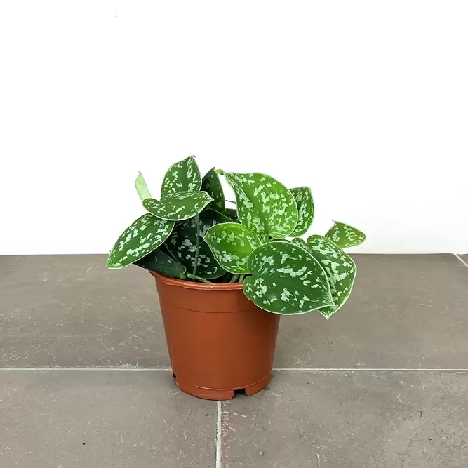 Scindapsus pictus (Pot Size 14cm) Satin Pothos - image 2