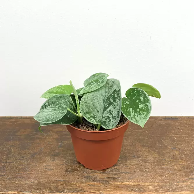 Scindapsus pictus 'Silvery Ann' (Pot Size 11cm) Satin Pothos - image 1