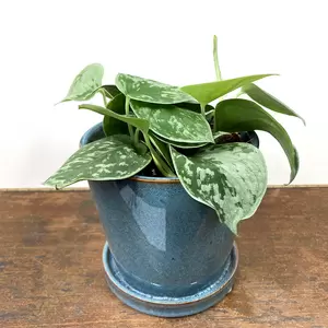 Scindapsus pictus 'Silvery Ann' (Pot Size 11cm) Satin Pothos - image 3