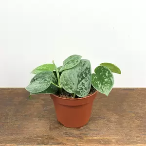 Scindapsus pictus 'Silvery Ann' (Pot Size 14cm) Satin Pothos - image 1