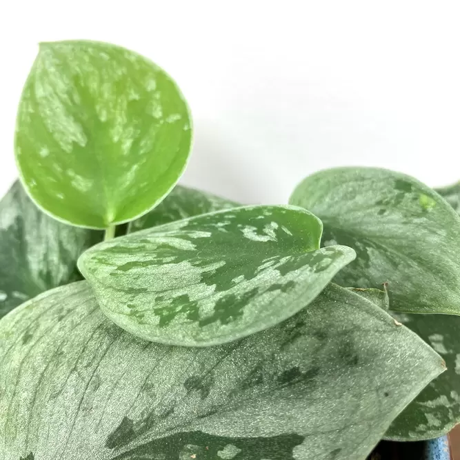 Scindapsus pictus 'Silvery Ann' (Pot Size 14cm) Satin Pothos - image 2