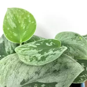 Scindapsus pictus 'Silvery Ann' (Pot Size 14cm) Satin Pothos - image 2