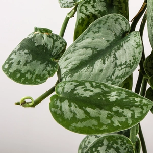 Scindapsus pictus 'Trebie' (15cm) Satin pothos - image 2