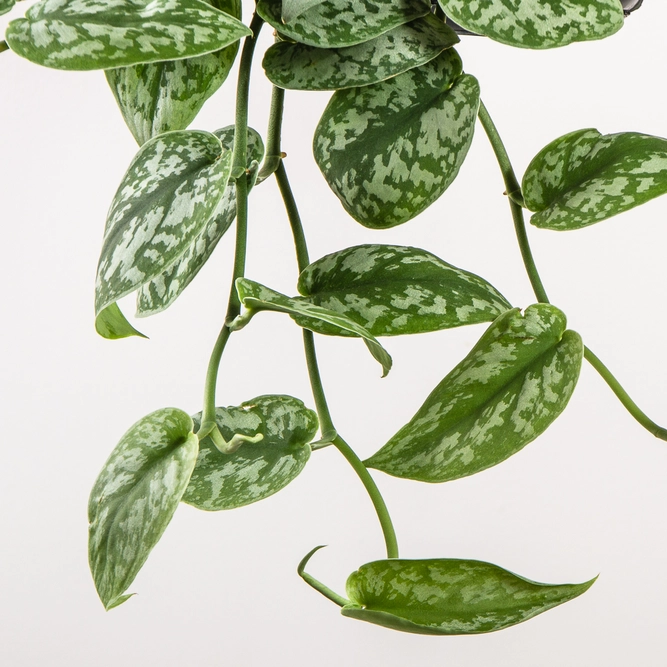 Scindapsus pictus 'Trebie' (15cm) Satin pothos - image 3