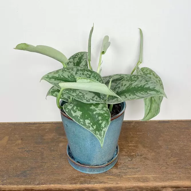 Scindapsus pictus 'Trebie' (Pot Size 12cm) Satin pothos - image 1