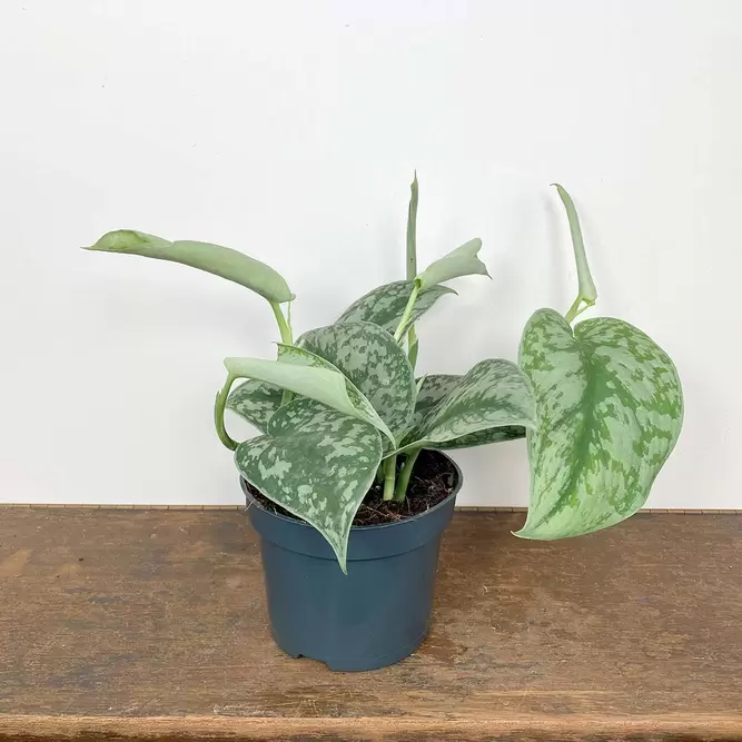 Scindapsus pictus 'Trebie' (Pot Size 12cm) Satin pothos - image 3