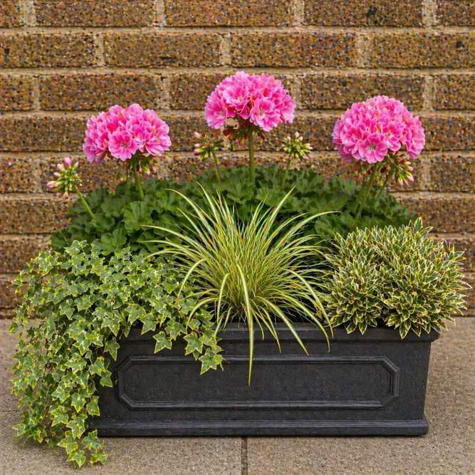 Seasonal Pink Geranium Chelsea Box