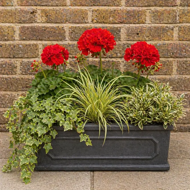 Seasonal Red Geranium Chelsea Box