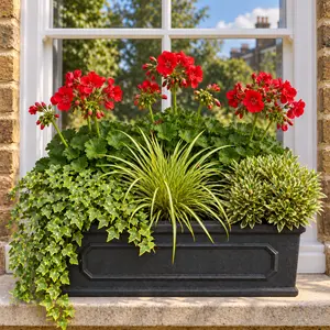Seasonal Red Geranium Chelsea Box
