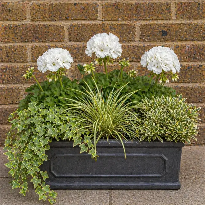 Seasonal White Geranium Chelsea Box
