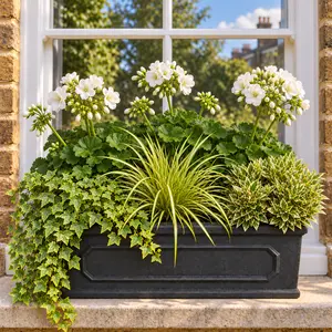 Seasonal White Geranium Chelsea Box