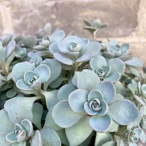 Sedum 'Rose Carpet' (Pot Size 2L) - Stonecrop - image 2