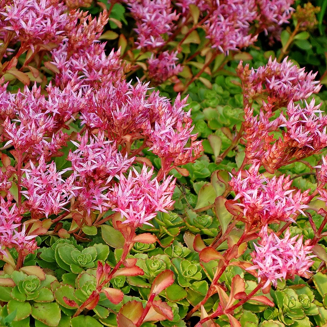 Sedum 'Rose Carpet' (Pot Size 2L) - Stonecrop - image 1