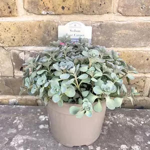 Sedum 'Rose Carpet' (Pot Size 3L) - Stonecrop - image 3