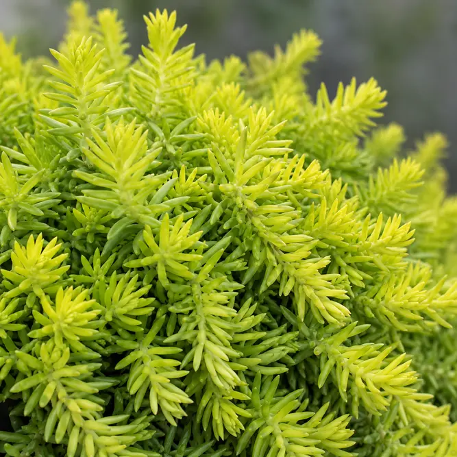Sedum rupestre 'Lemon Ball' (Pot Size 10.5cm) Lemon Ball Stonecrop