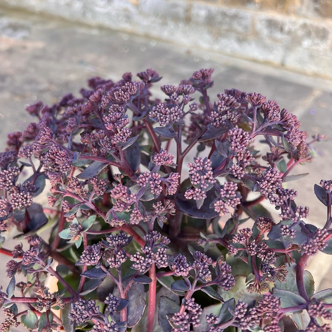 Sedum 'Seduction Rose Soiree' (17cm) - image 3