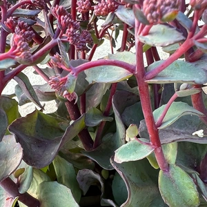 Sedum 'Seduction Rose Soiree' (17cm) - image 4