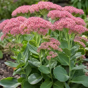 Sedum 'Surrender Rose' - Stonecrop