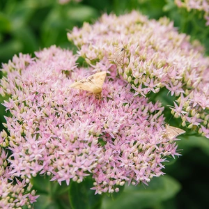 Sedum 'Thundercloud' (Pot Size 2L) - image 4