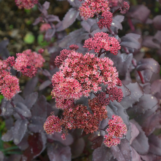 Sedum 'Turkish Delight' (Pot Size 1ltr) Stonecrop Perennial