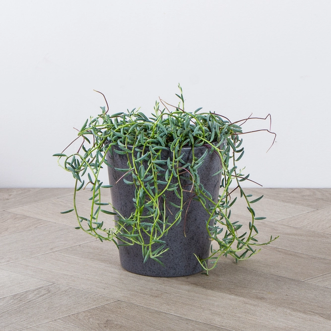 Senecio halianus (Pot Size 12cm) String of Bananas - image 1