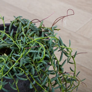 Senecio halianus (Pot Size 12cm) String of Bananas - image 2