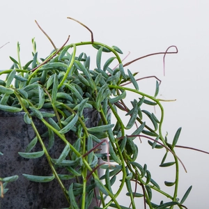 Senecio halianus (Pot Size 12cm) String of Bananas - image 3