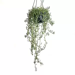 Senecio radicans (Pot Size 14cm) String of Bananas - image 1