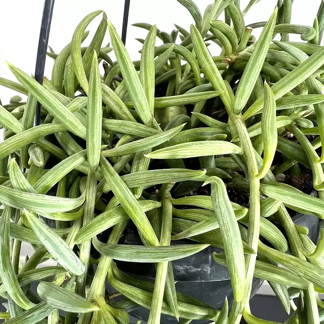 Senecio radicans (Pot Size 14cm) String of Bananas - image 2