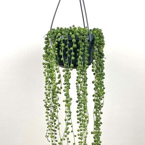 Senecio rowleyanus (Hanging Pot 14cm) String of pearls - image 4