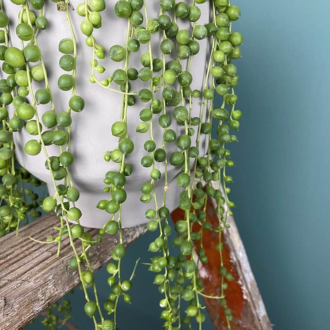 Senecio rowleyanus (Hanging Pot 14cm) String of pearls - image 3