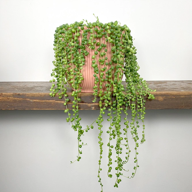 Senecio rowleyanus (Hanging Pot 14cm) String of pearls - image 1