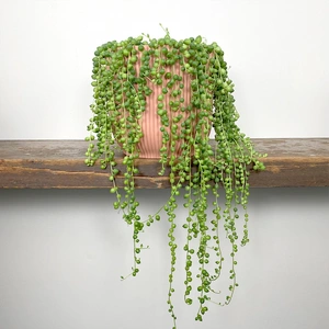 Senecio rowleyanus (Hanging Pot 14cm) String of pearls - image 1