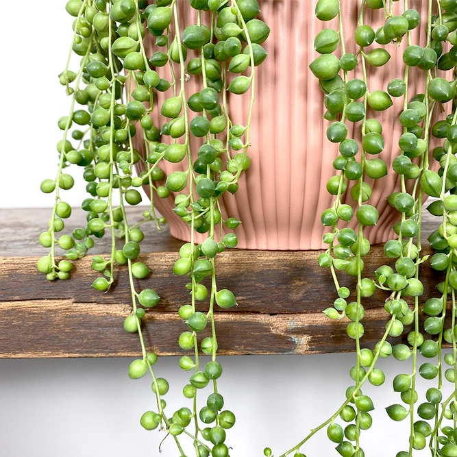 Senecio rowleyanus (Hanging Pot 14cm) String of pearls - image 2