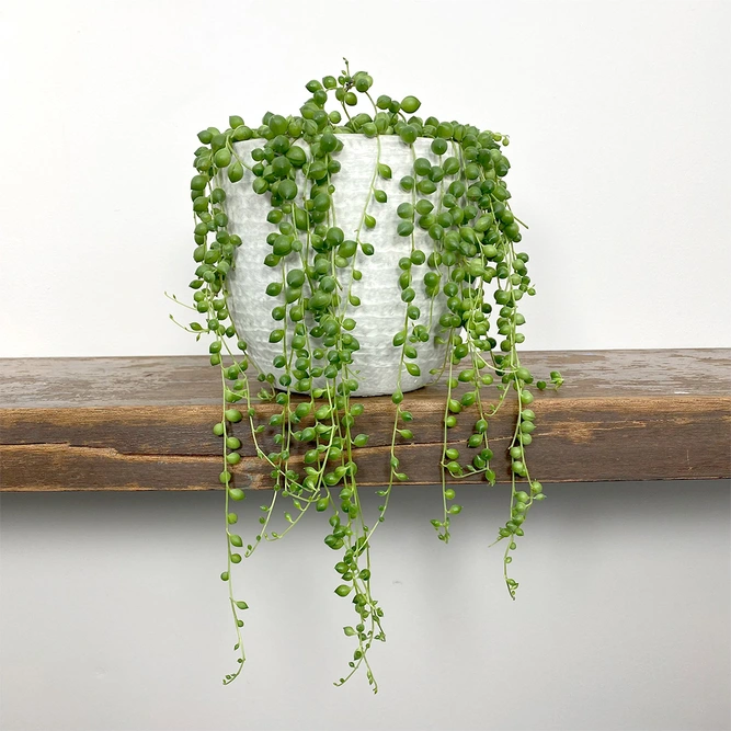 Senecio rowleyanus (Pot Size 11cm) String of pearls - image 1