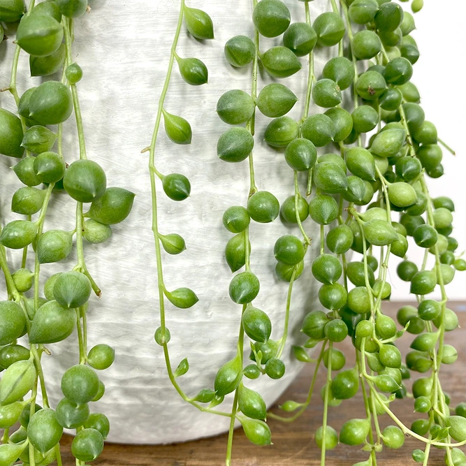 Senecio rowleyanus (Pot Size 11cm) String of pearls - image 2