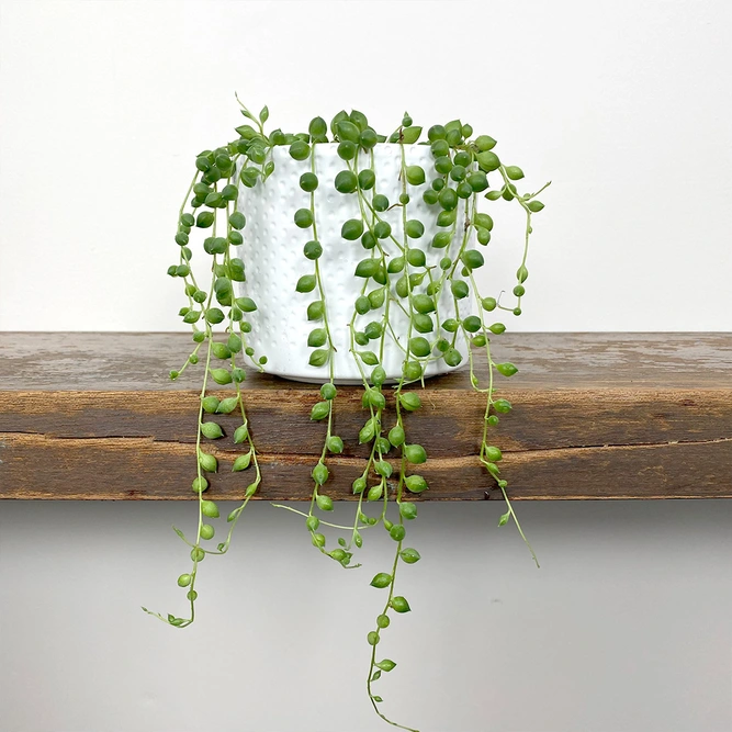 Senecio rowleyanus (Pot Size 8cm) String of pearls - image 1