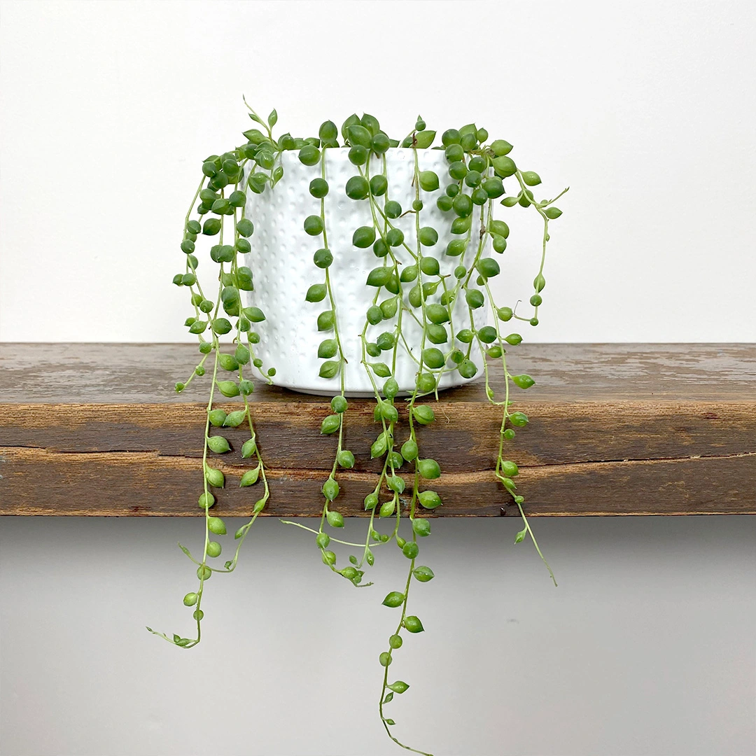 Senecio rowleyanus (Pot Size 8cm) String of pearls The Boma Garden Centre