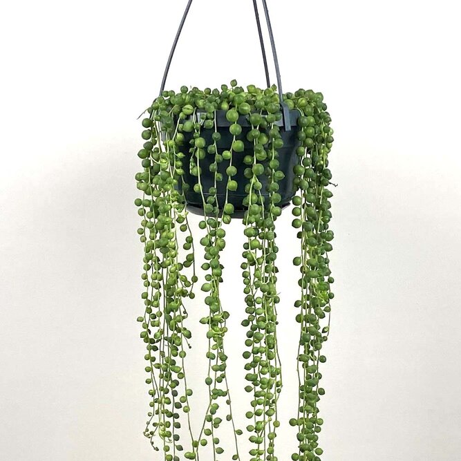 Senecio rowleyanus (Hanging Pot 14cm) String of pearls - image 1