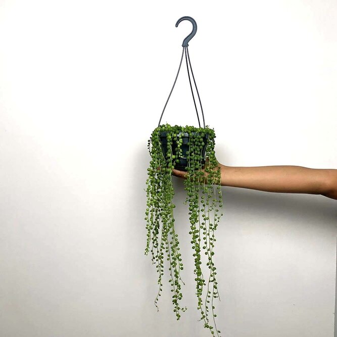 Senecio rowleyanus (Hanging Pot 14cm) String of pearls - image 2