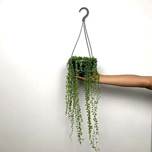 Senecio rowleyanus (Hanging Pot 14cm) String of pearls - image 2