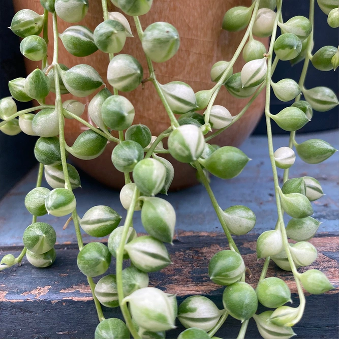 Senecio rowleyanus 'Variegata' (Pot Size 8cm) String of Pearls