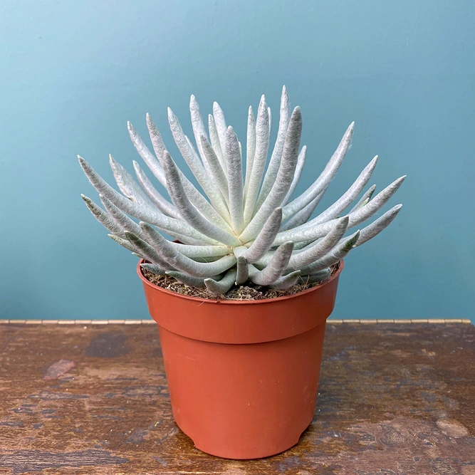 Senecio scaposus (Pot Size 10.5cm) Wooly Senecio - image 3