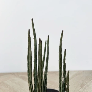 Senecio Stapiloformis (Pot Size 10.5cm) Pickle Plant - image 2