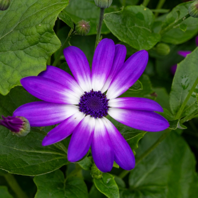 Senetti Magenta Bicolour (Pot Size 2L)