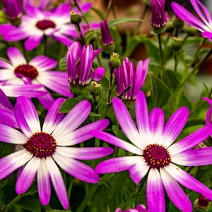 Senetti Pink Bicolour (Pot Size 2L)
