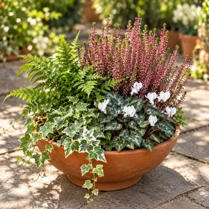 Shepherd's Winter Bowl (31cm) Calluna, Hedera, Cyclamen, Polypodium Planter - image 1