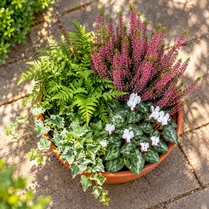 Shepherd's Winter Bowl (31cm) Calluna, Hedera, Cyclamen, Polypodium Planter - image 2