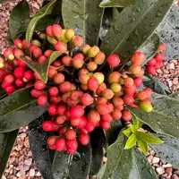 Skimmia